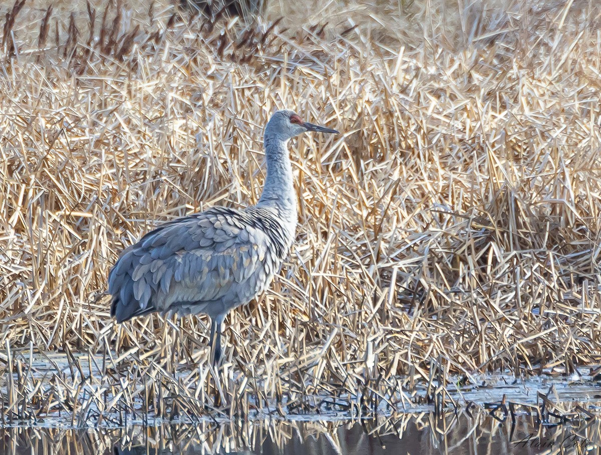 Sandhill Crane - Alain Côté