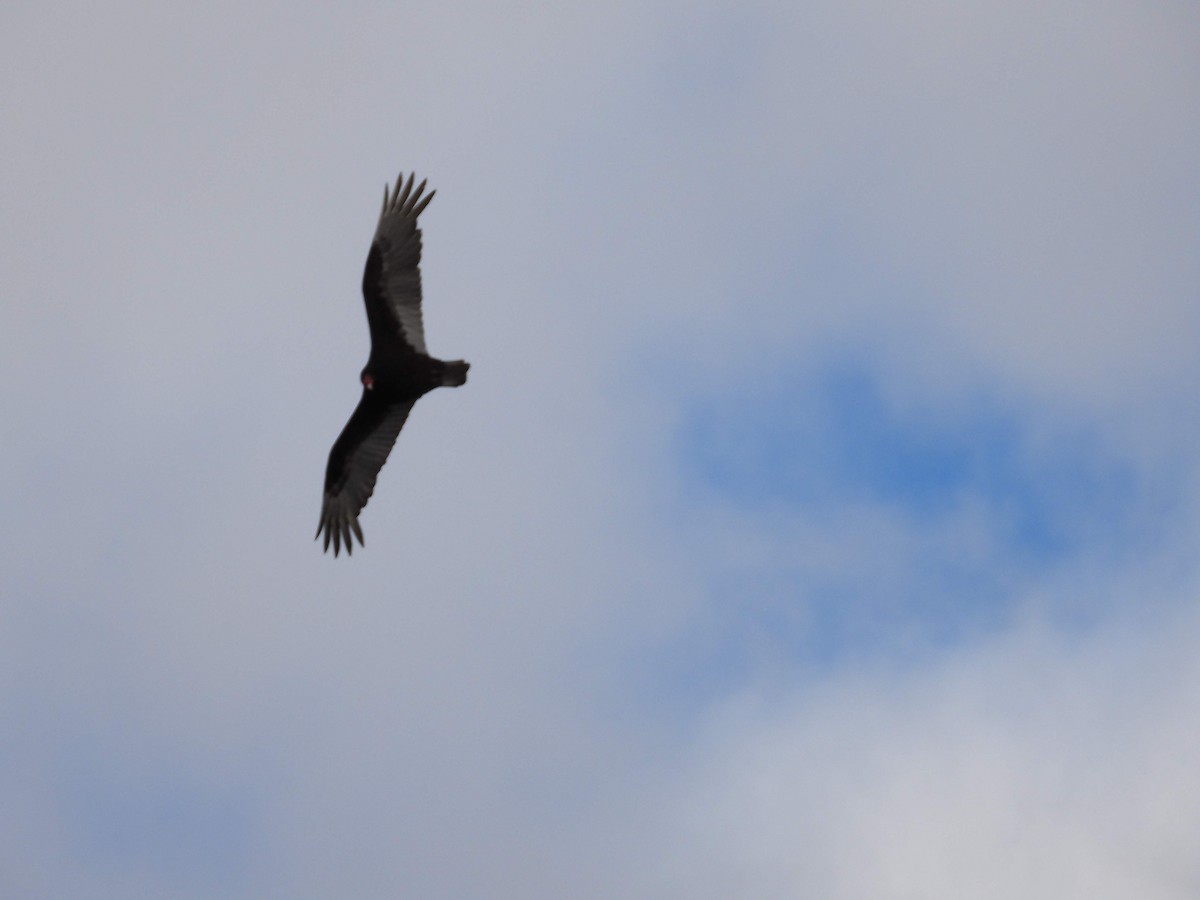 Turkey Vulture - ML618183245