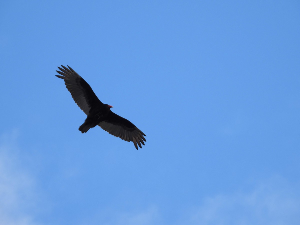 Turkey Vulture - ML618183247