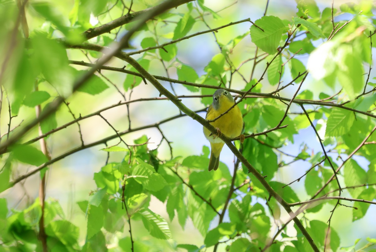 Nashville Warbler - ML618183249