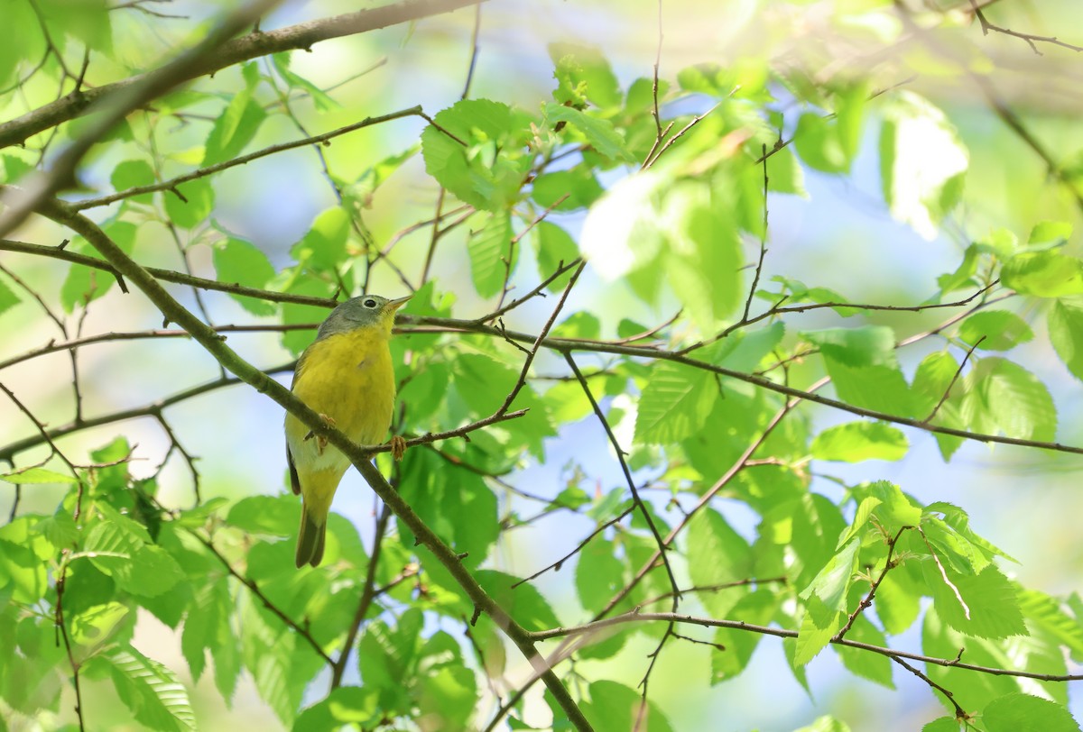 Nashville Warbler - ML618183250