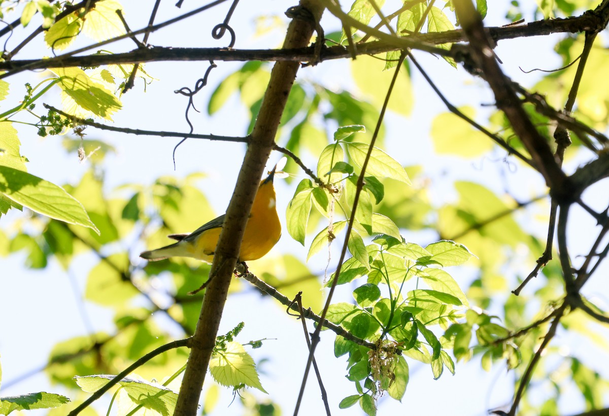 Prothonotary Warbler - ML618183265