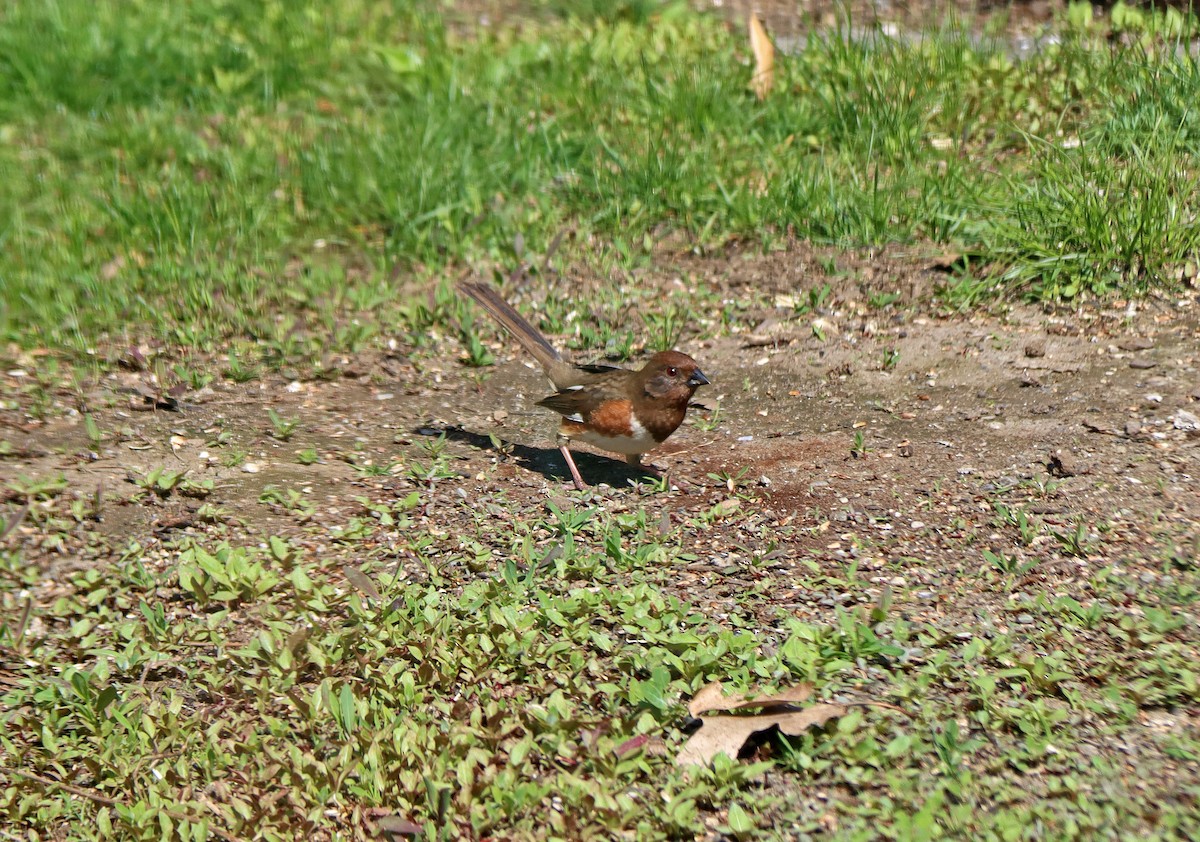 Eastern Towhee - Shilo McDonald