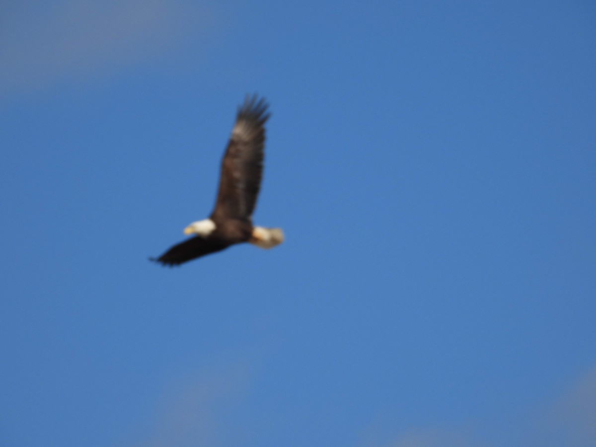 Bald Eagle - ML618183285