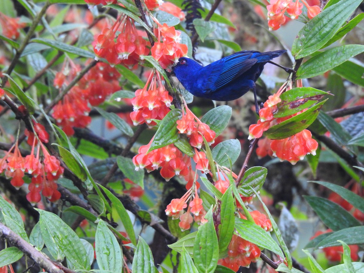 Indigo Flowerpiercer - Justin Harris