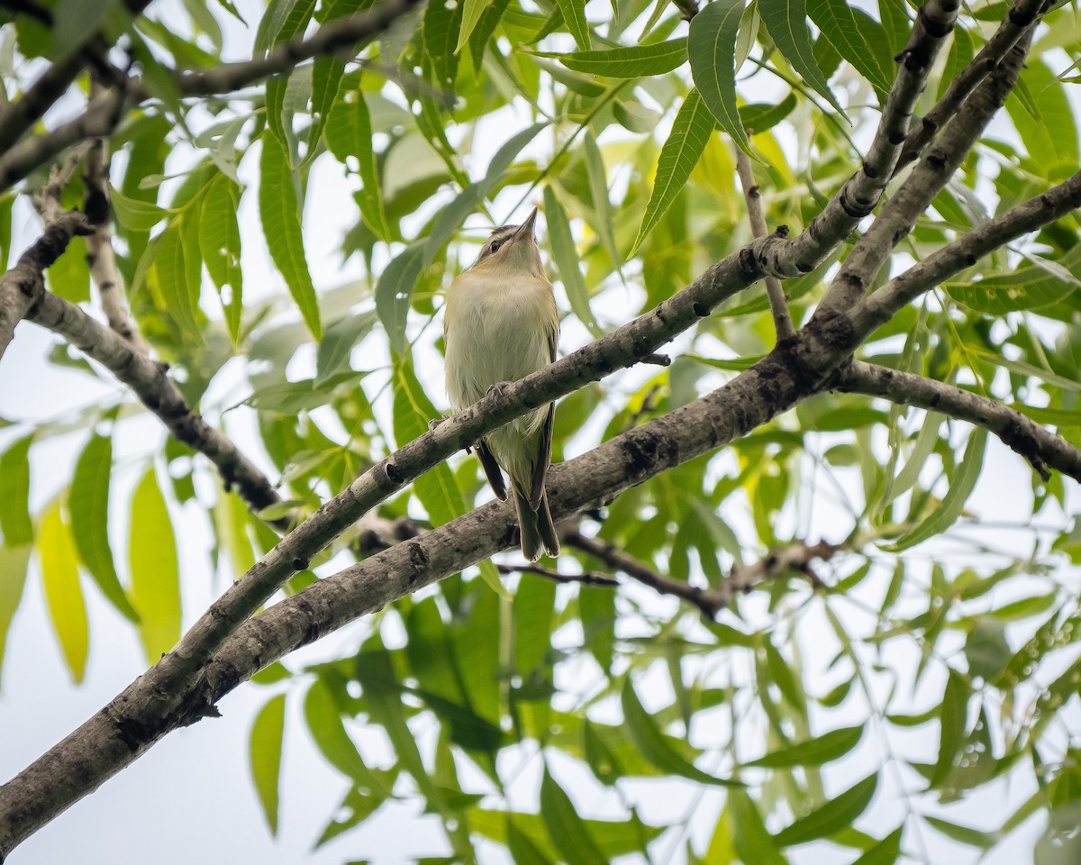 Red-eyed Vireo - Mickey Grebe