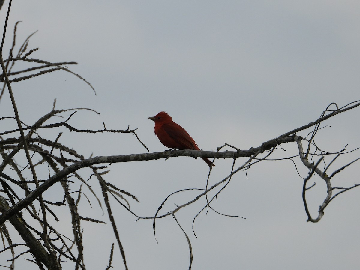 Summer Tanager - Mary Hagerty