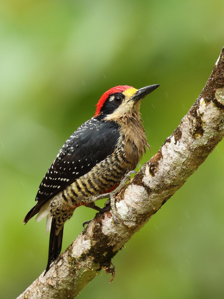 Black-cheeked Woodpecker - Jennifer Zelik