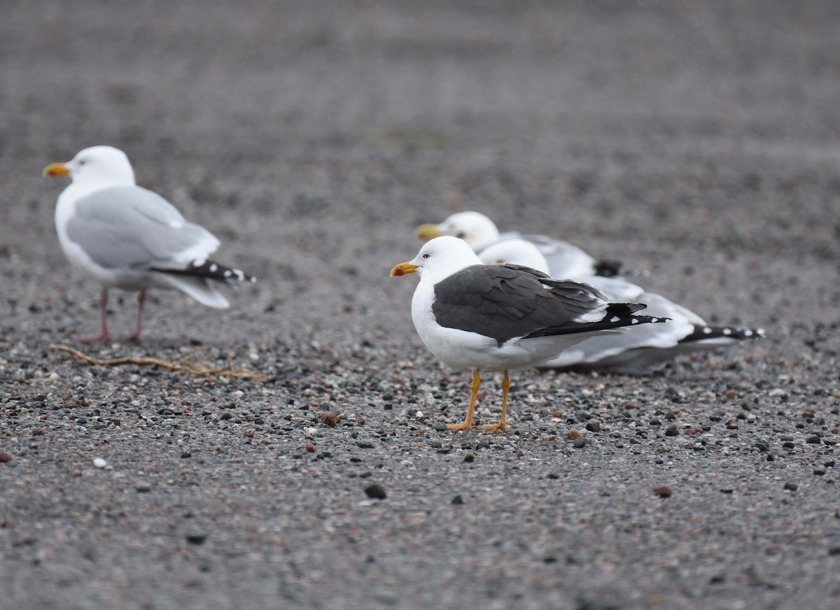 Lesser Black-backed Gull - Kathy Marche