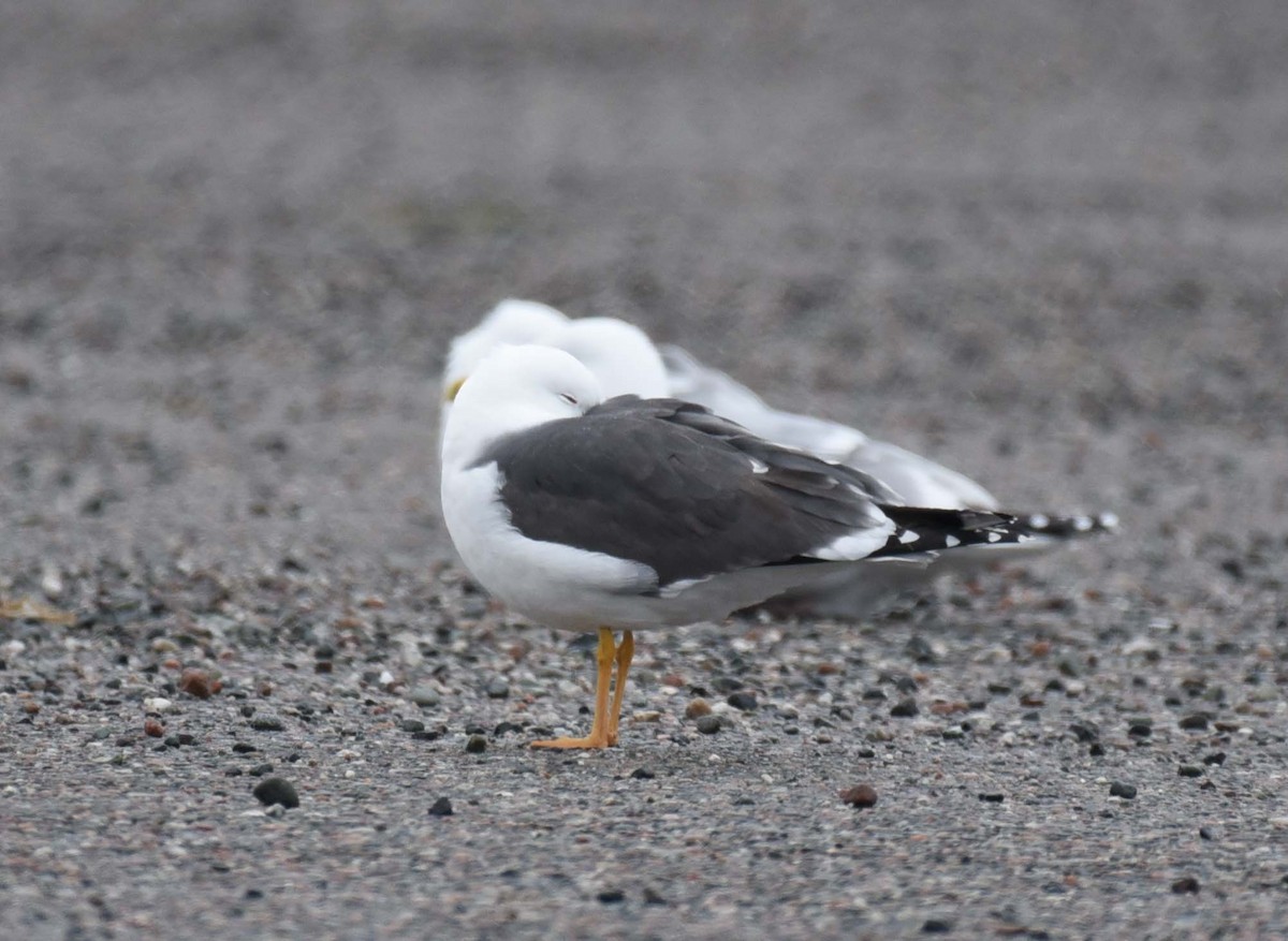 Lesser Black-backed Gull - Kathy Marche