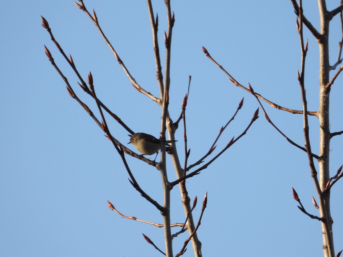 Ruby-crowned Kinglet - ML618183351