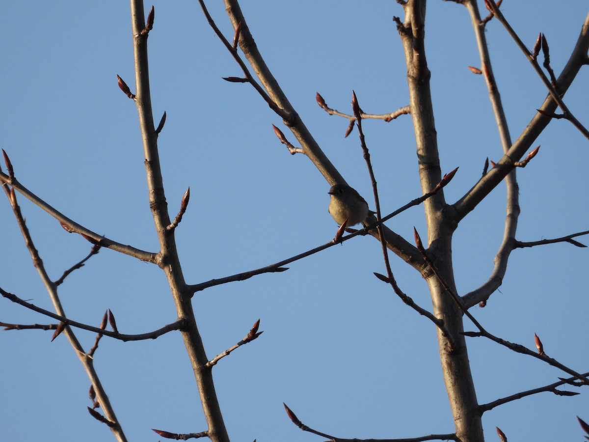 Ruby-crowned Kinglet - ML618183353