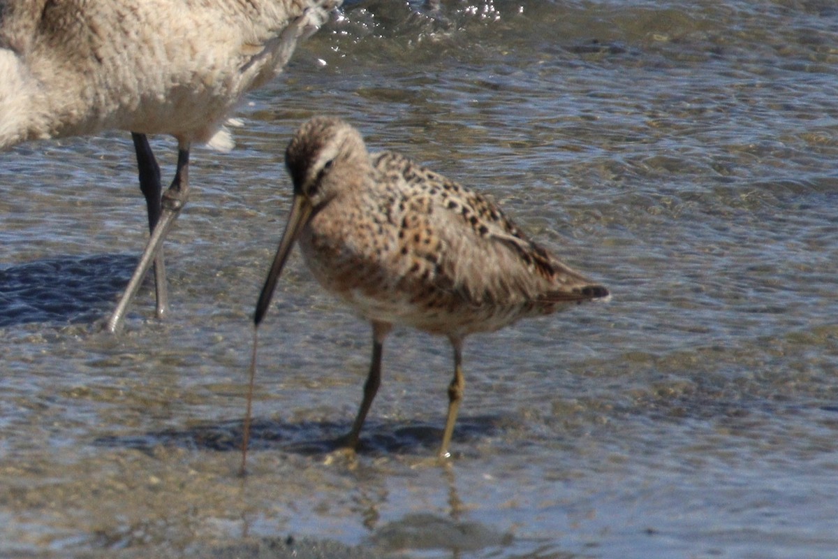 Short-billed Dowitcher - Brendon Westerhold