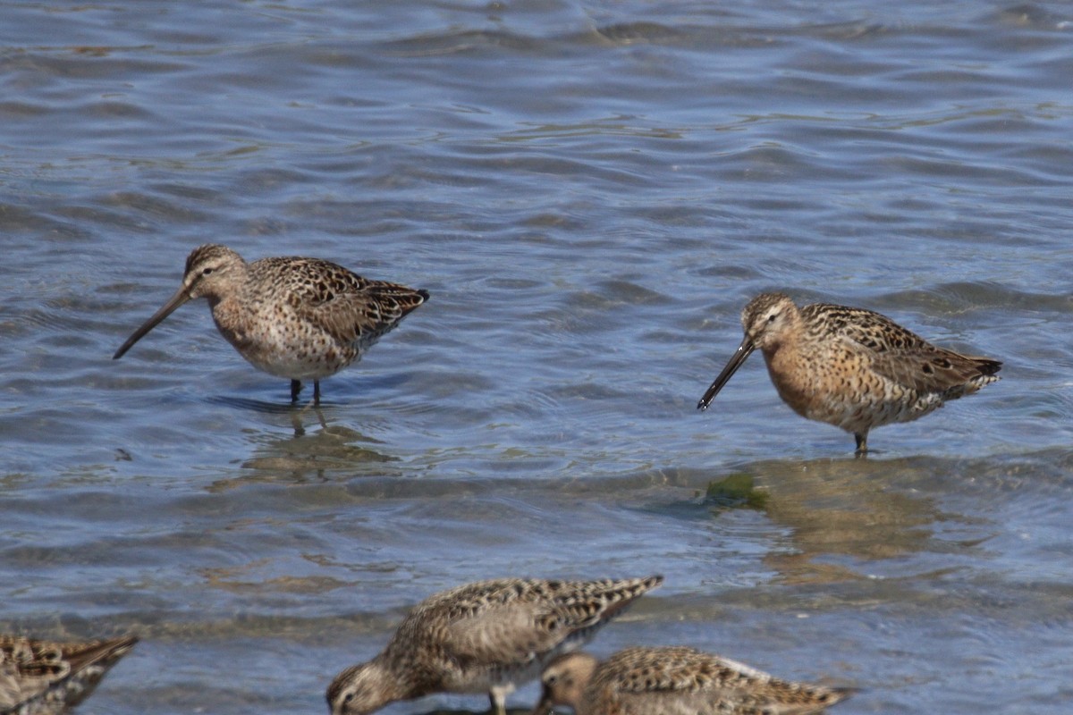 Short-billed Dowitcher - ML618183370