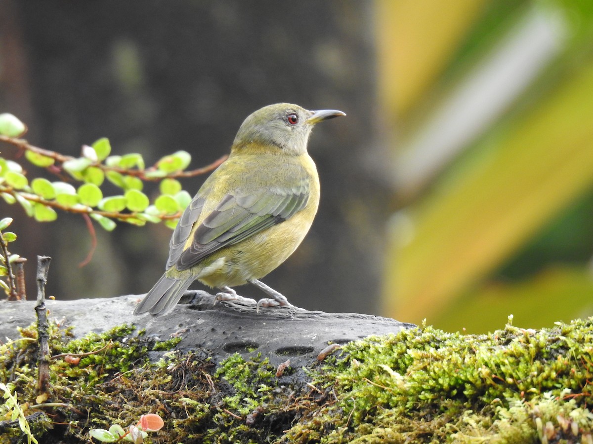 Golden-collared Honeycreeper - ML618183385