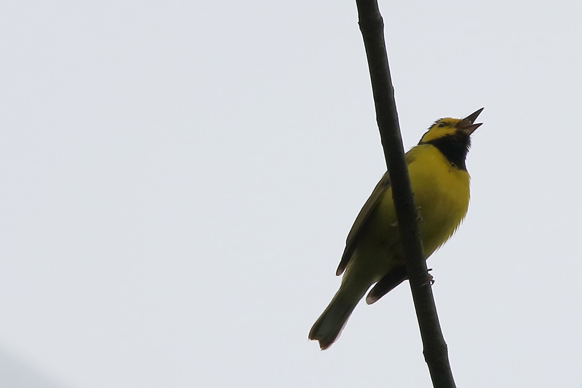 Hooded Warbler - ML618183400