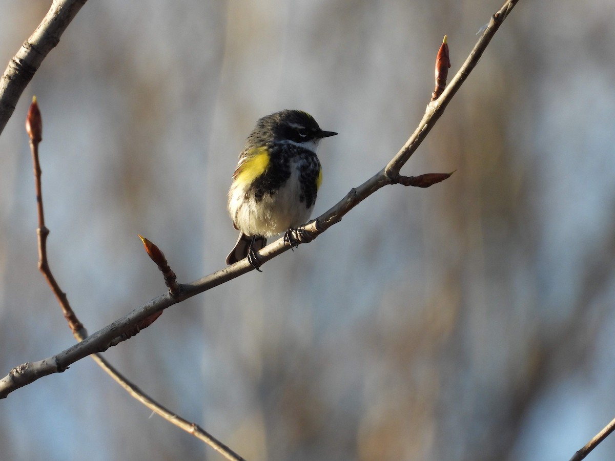 Yellow-rumped Warbler - ML618183401