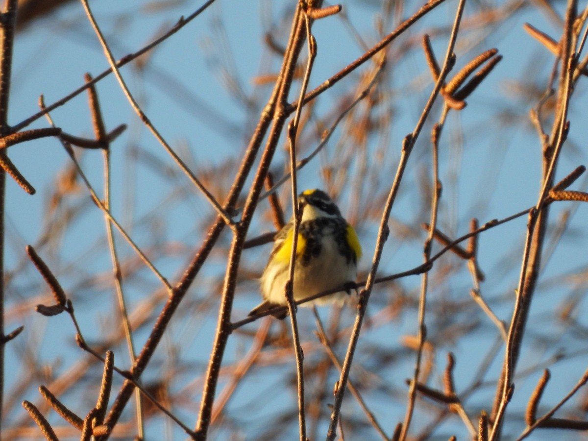 Yellow-rumped Warbler - ML618183403