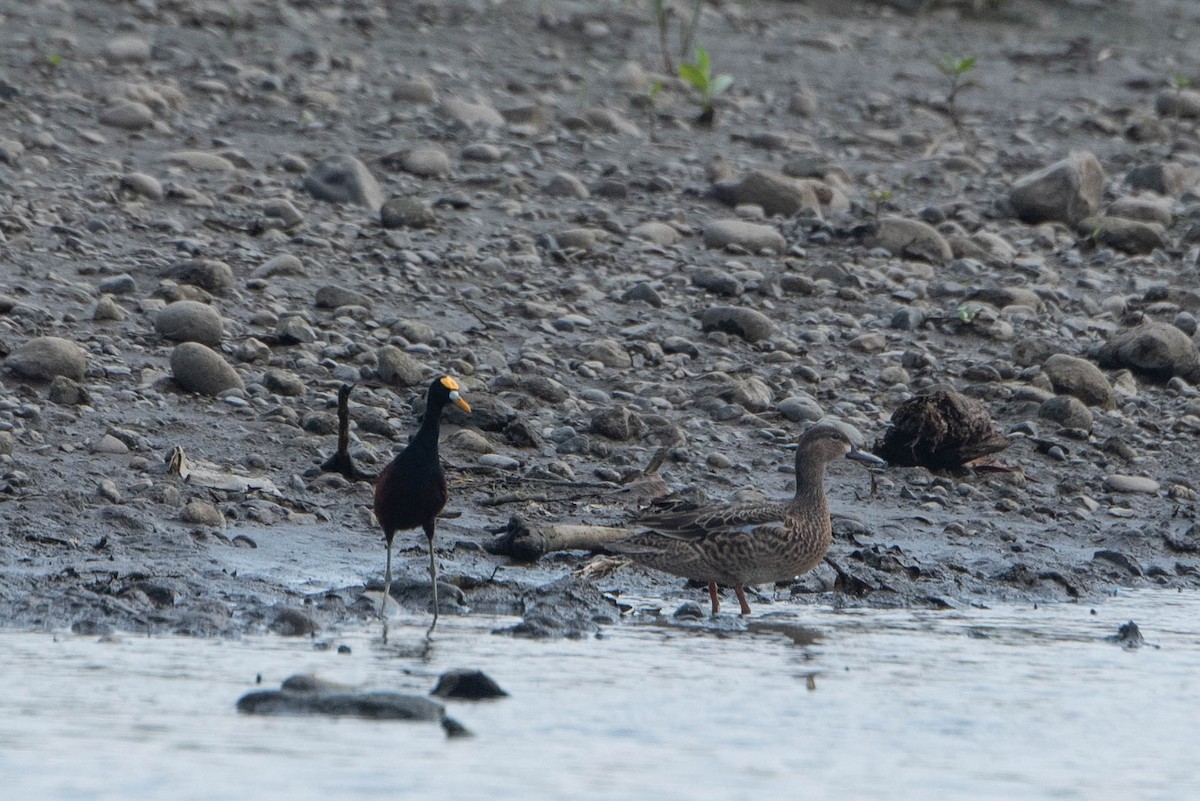 Jacana Centroamericana - ML618183428