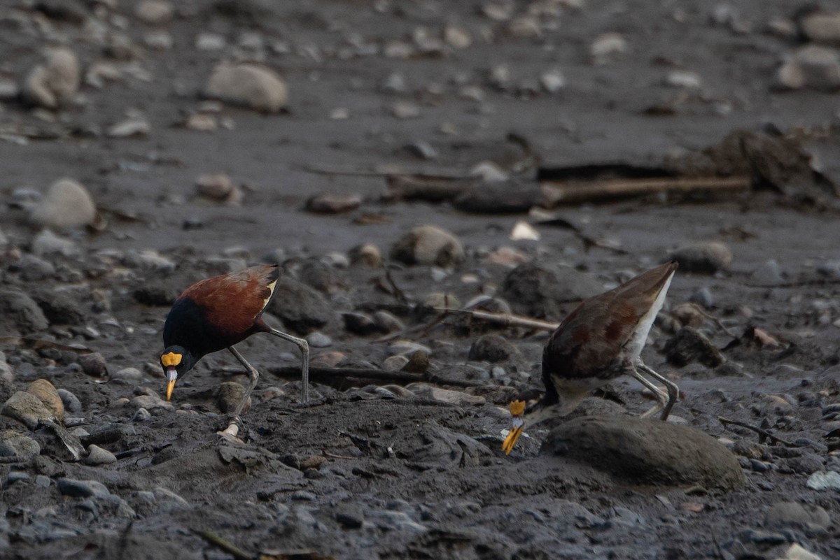 Jacana Centroamericana - ML618183429