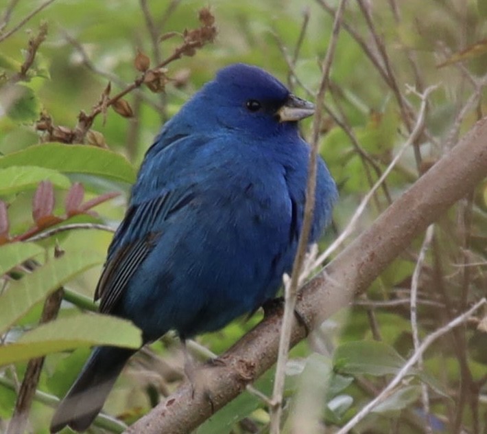 Indigo Bunting - Trevor Rawson