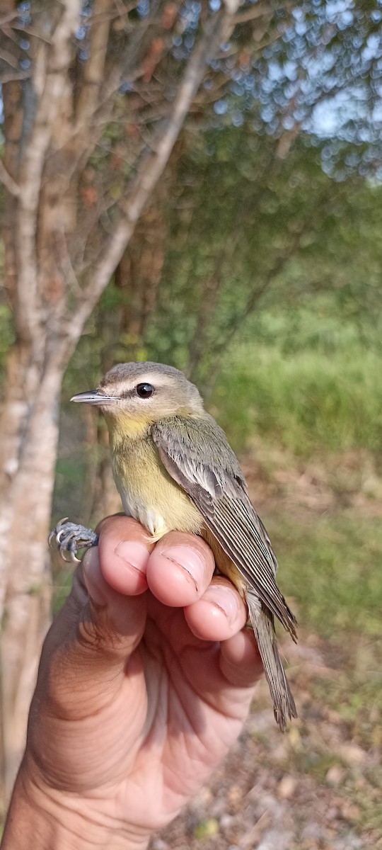 Philadelphia Vireo - Emilio Bejarano