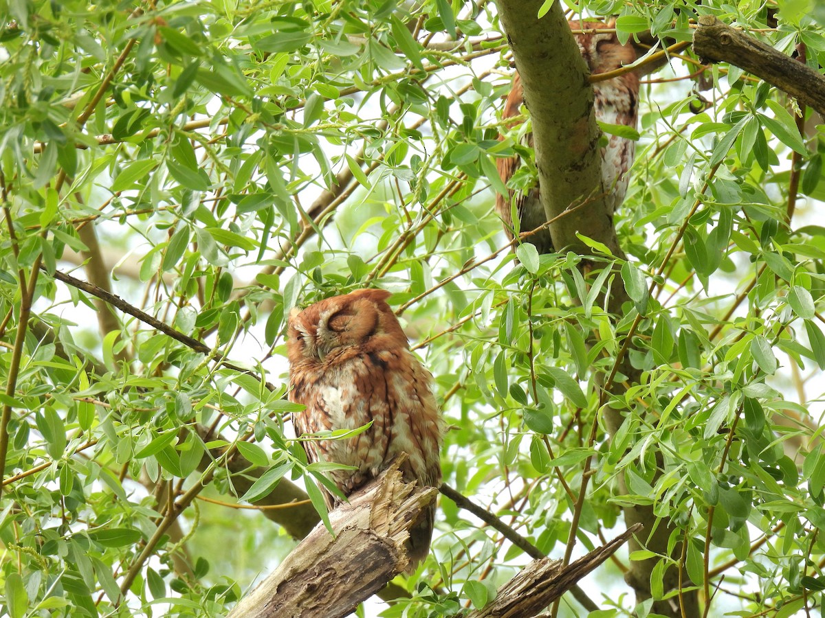 Eastern Screech-Owl - ML618183485