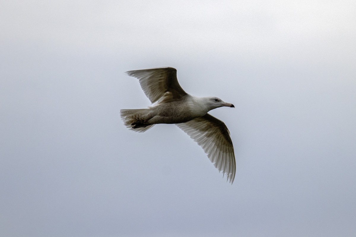 Glaucous Gull - Arun Bose