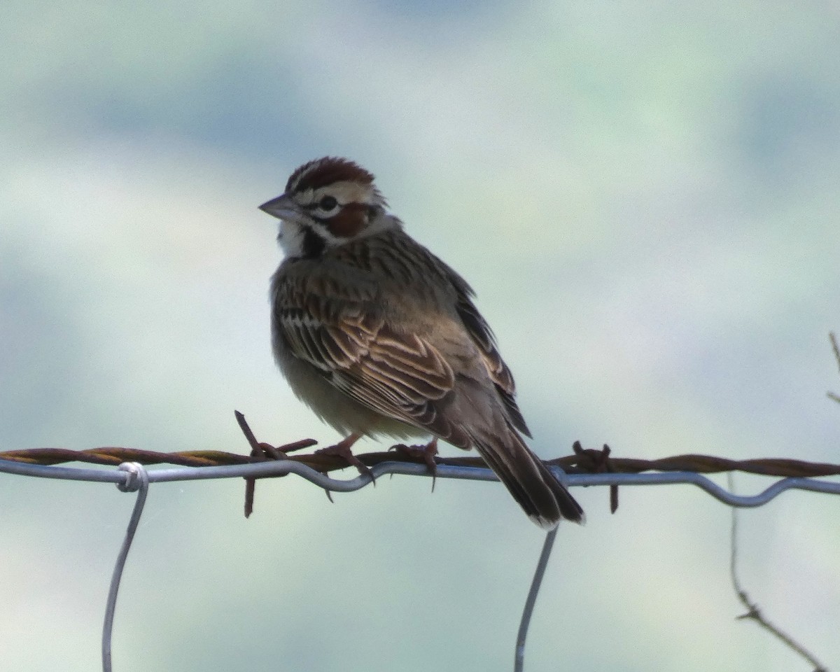 Lark Sparrow - Libby Patten