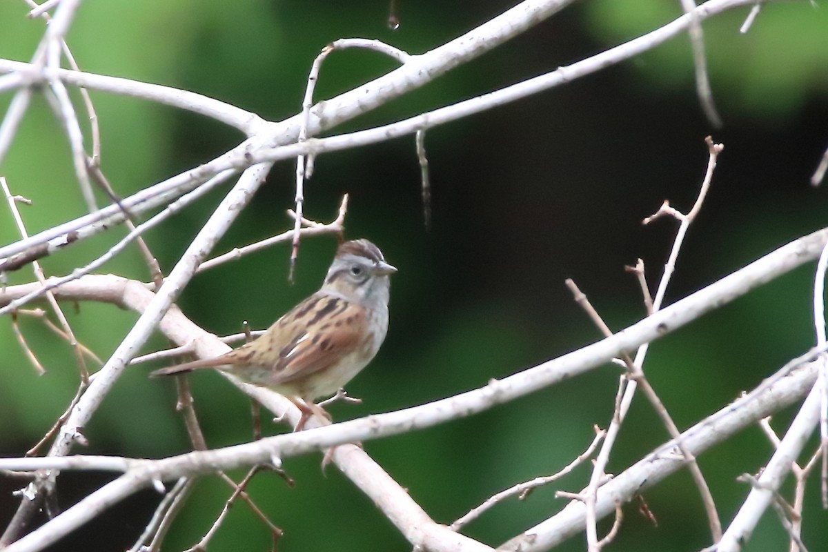 Lincoln's Sparrow - ML618183525