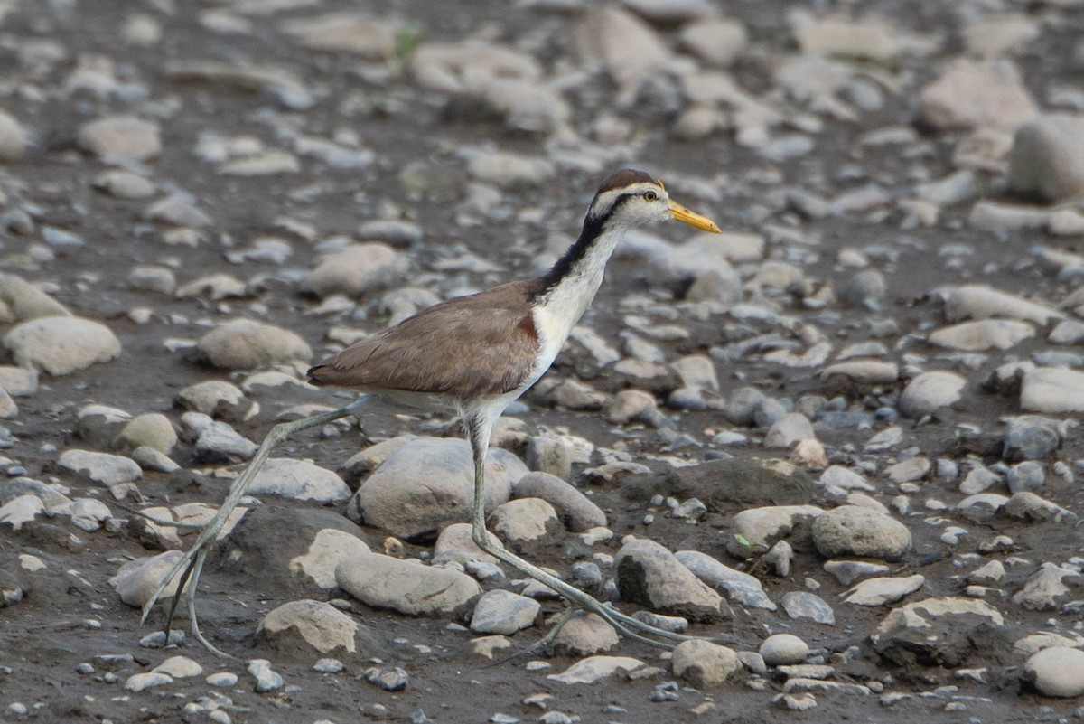 Northern Jacana - ML618183535