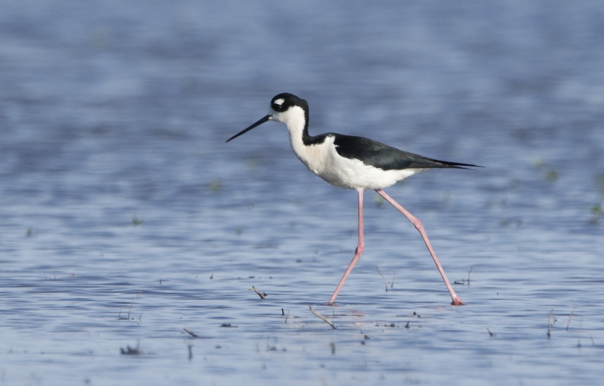 Black-necked Stilt - ML618183537