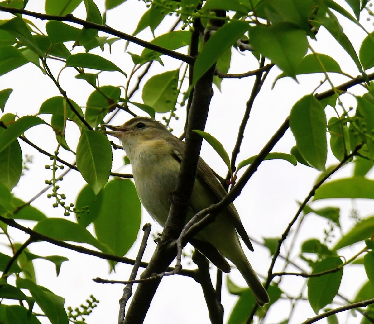 Warbling Vireo - Ron Terpstra