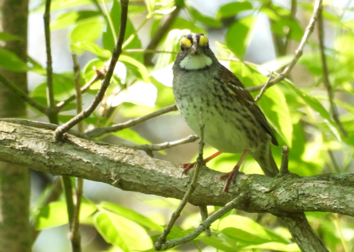 White-throated Sparrow - Daniel Lane