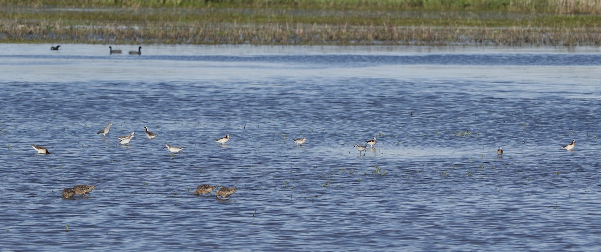 Wilson's Phalarope - ML618183558