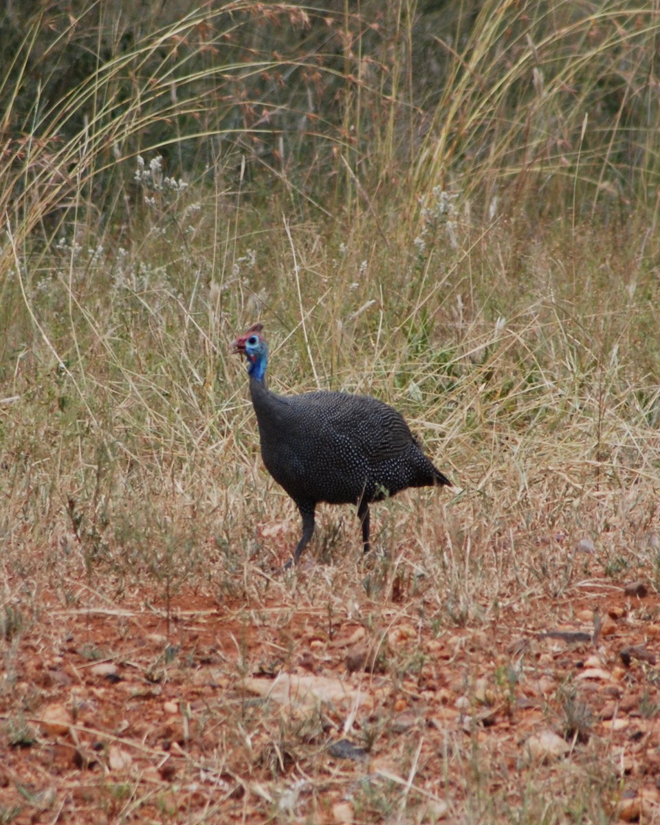 Helmeted Guineafowl - Susan Lessner