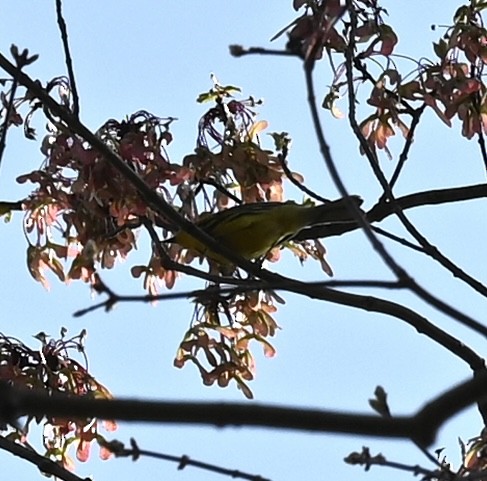 Prairie Warbler - Kim Westcott