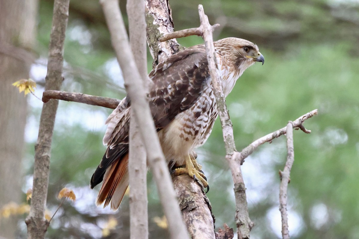 Red-tailed Hawk - ML618183573