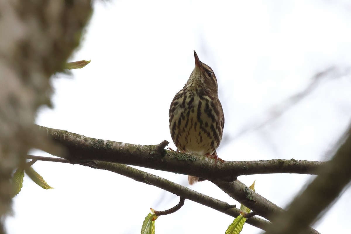 Northern Waterthrush - ML618183609