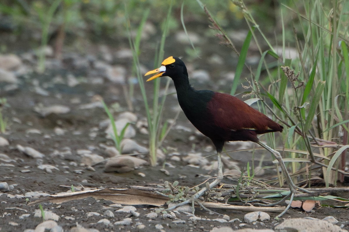 Jacana Centroamericana - ML618183611