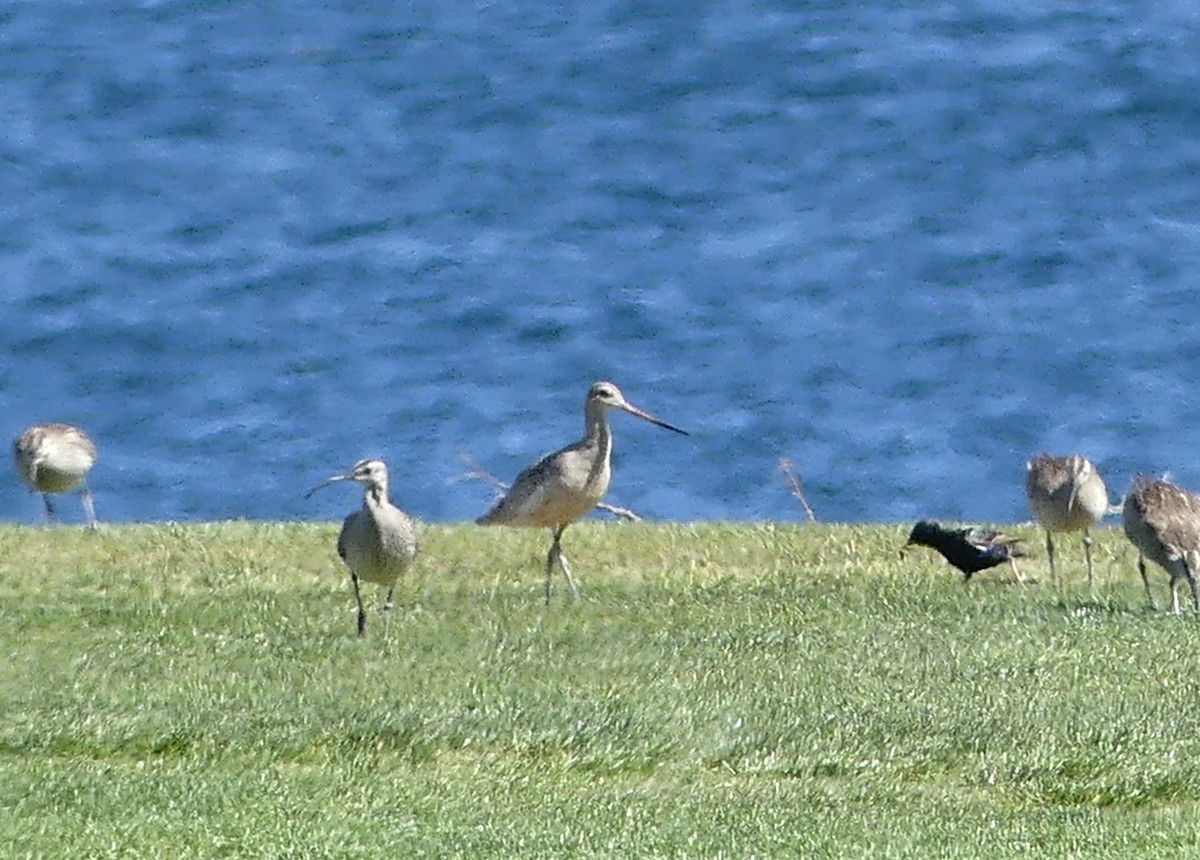 Marbled Godwit - ML618183616