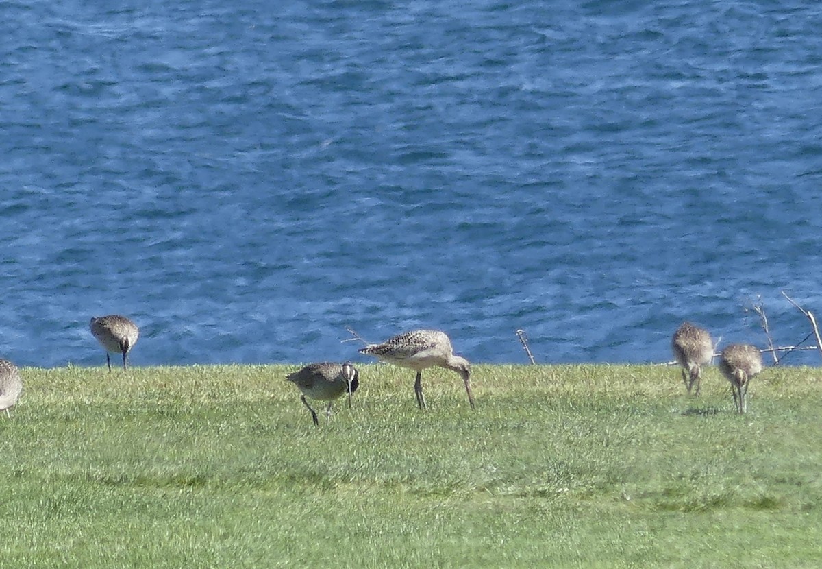 Marbled Godwit - ML618183628