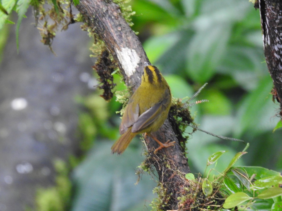 Choco Warbler - Justin Harris