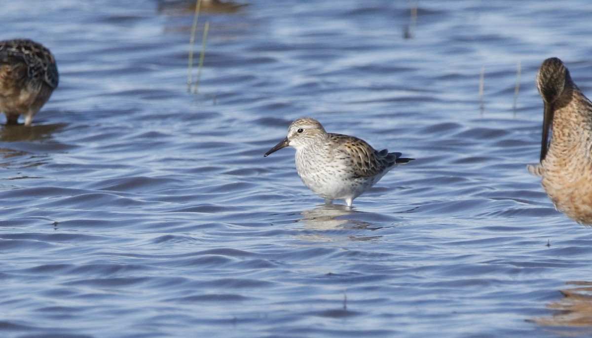 White-rumped Sandpiper - Henry Gorski