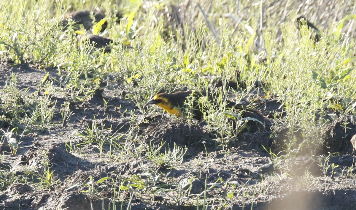 Yellow-headed Blackbird - ML618183681