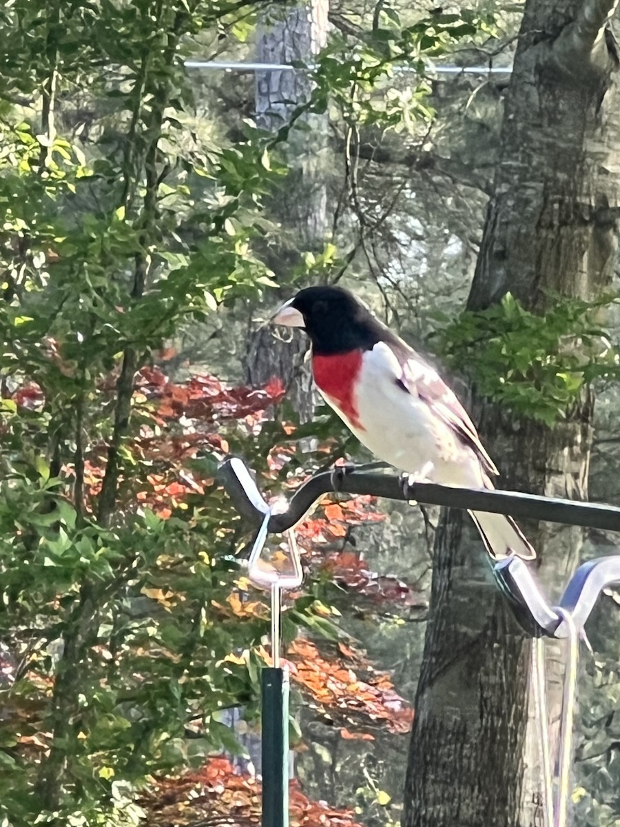 Rose-breasted Grosbeak - ML618183682