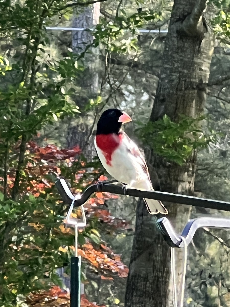 Rose-breasted Grosbeak - ML618183683