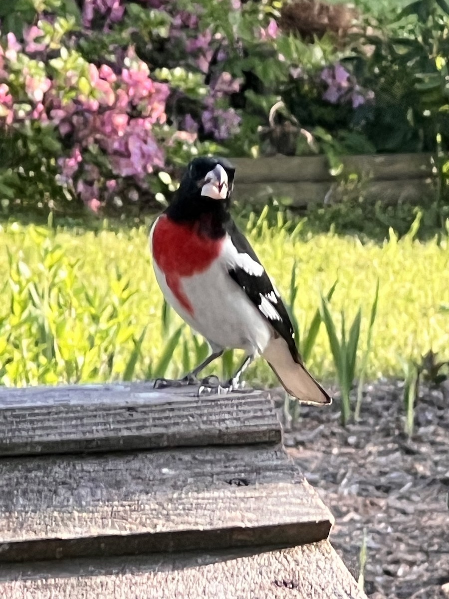 Rose-breasted Grosbeak - ML618183684