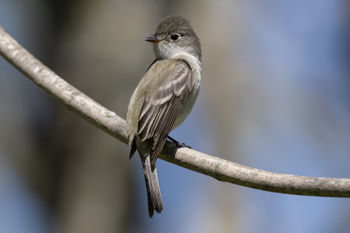 Least Flycatcher - Jeff Maw