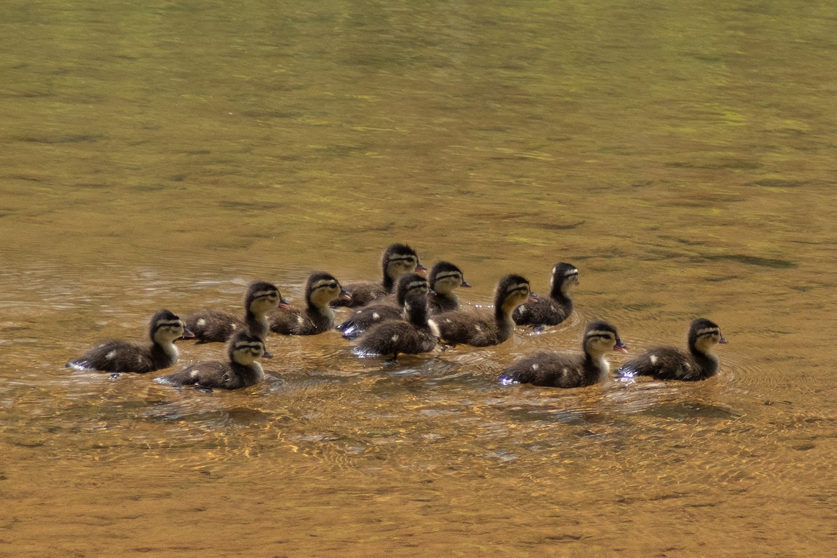 Wood Duck - ML618183729